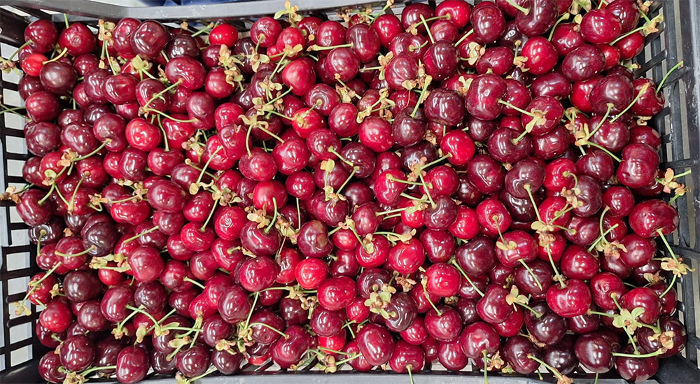 Ciliegie - Romagna - 5/5,50 euro al chilogrammo